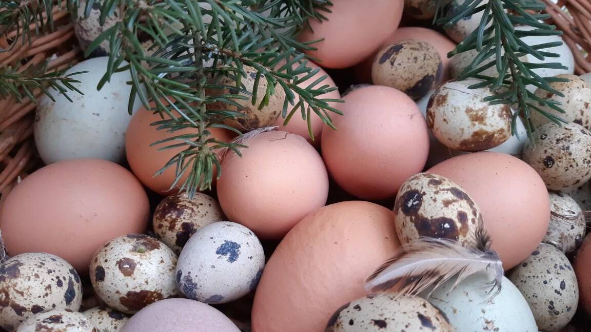 Valokuva: Kanan- ja viiriäisen munia