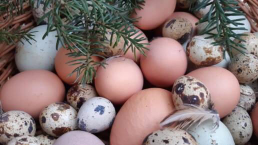 Valokuva: Kanan- ja viiriäisen munia