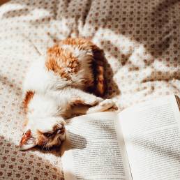 Valokuva: Kissa ja kirja