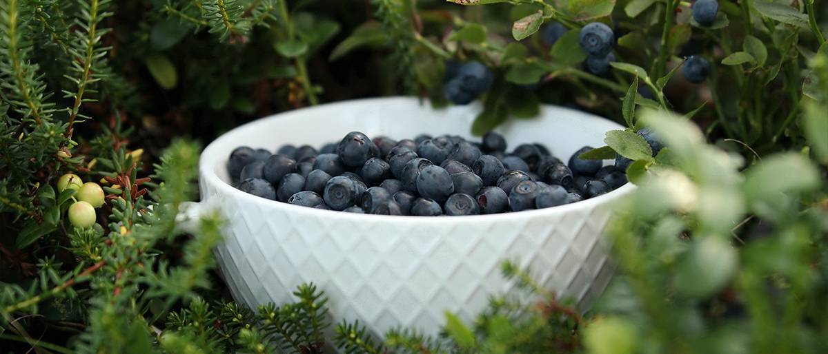 Valokuva: Mustikoita korissa
