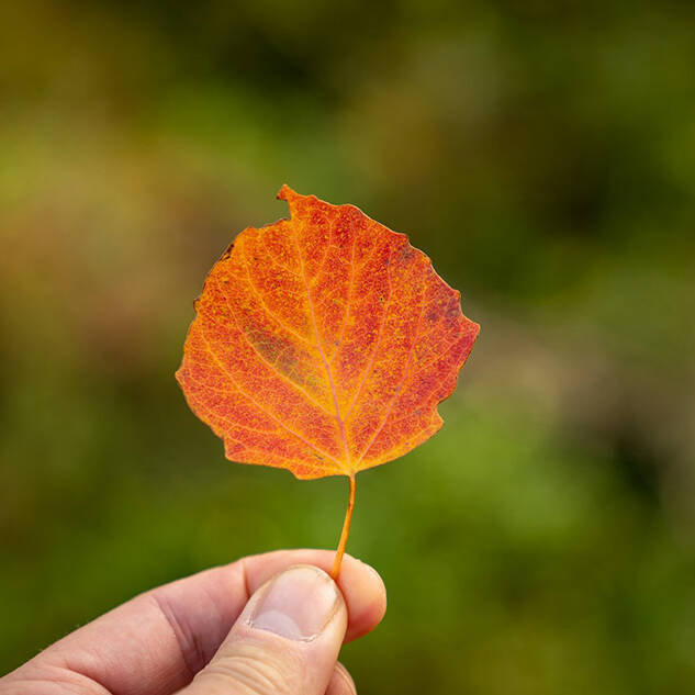 Valokuva: Lähikuva lehdestä