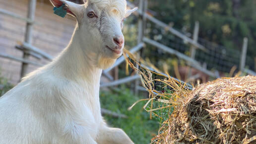 Valokuva: Vuohi kotieläintilalla