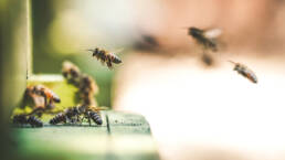 Valokuva: Mehiläisiä